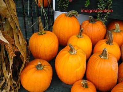 Fall Pumpkins Vermont