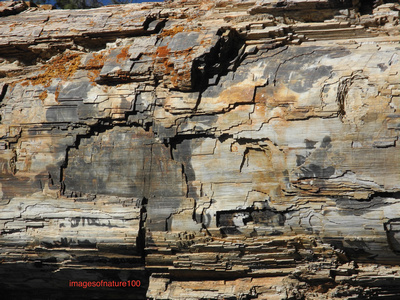 Petrified Wood  Yellowstone